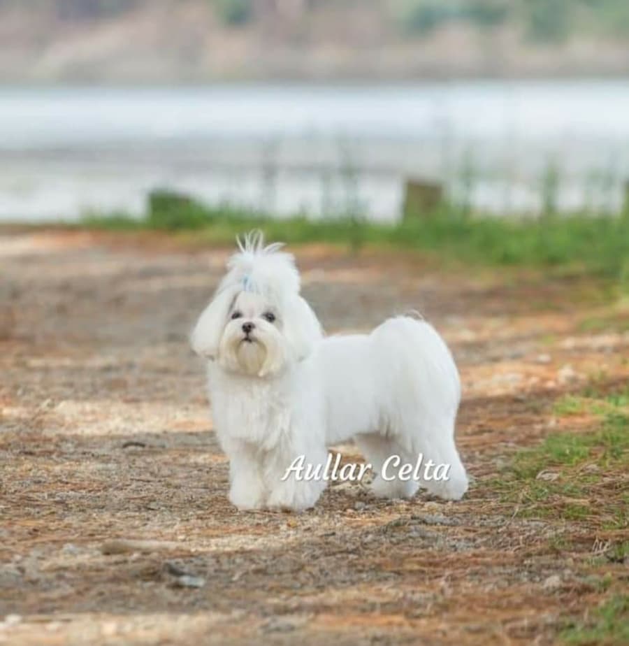 Criadero canino en Ourense