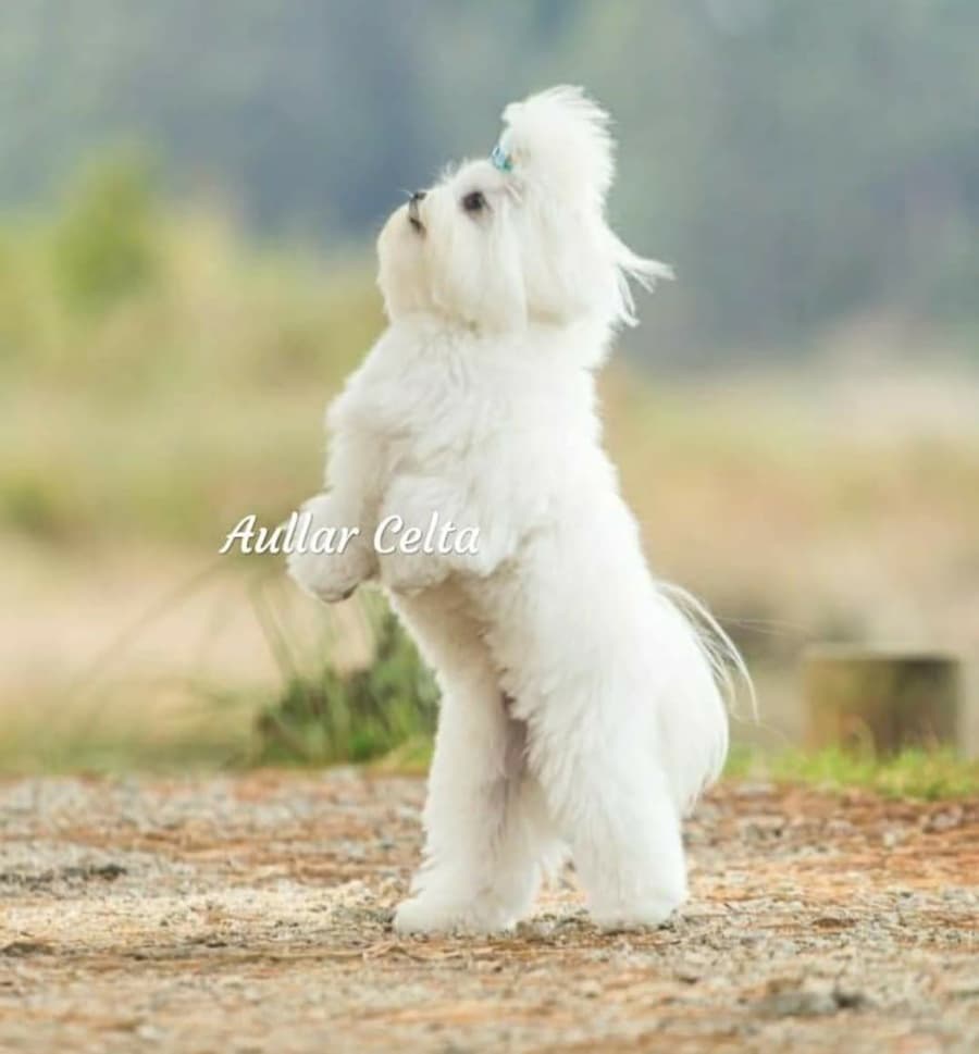 Criadero canino en Ourense