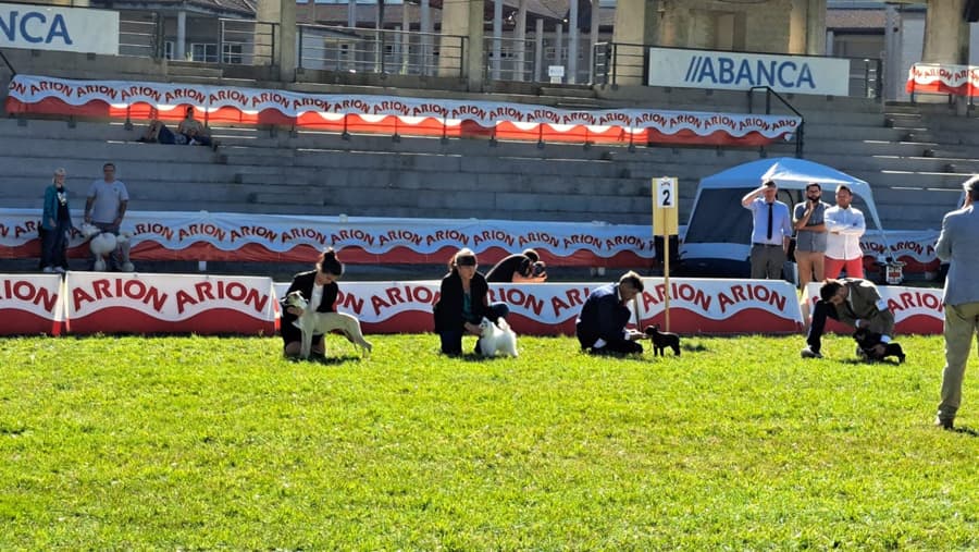 Criadero canino en Ourense