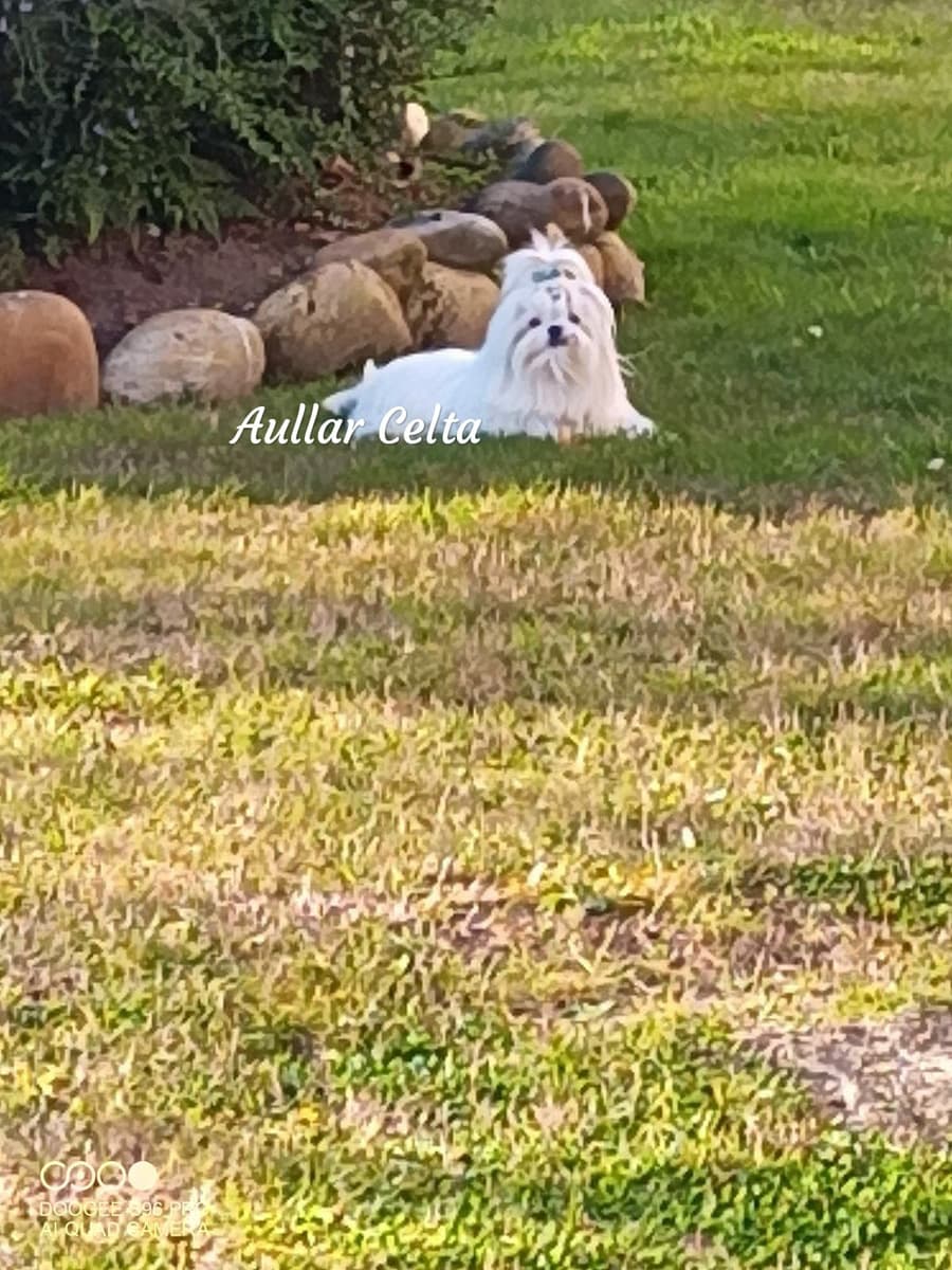 Criadero canino en Ourense